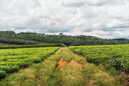 Baumwollbekleidungsproduktion in Uganda für Umoja TSG Hoffenheim